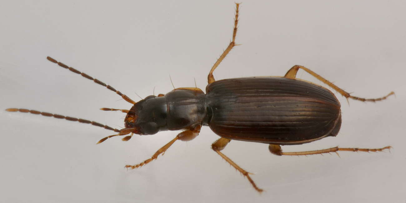 Carabidae:  Badister collaris?  No, Badister cfr. peltatus